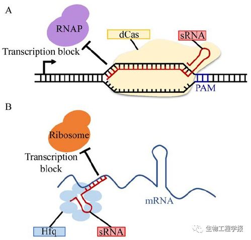 鄭平團隊丨谷氨酸棒桿菌的代謝工程使能技術(shù)研究進展